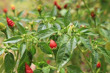 Pepper Plant