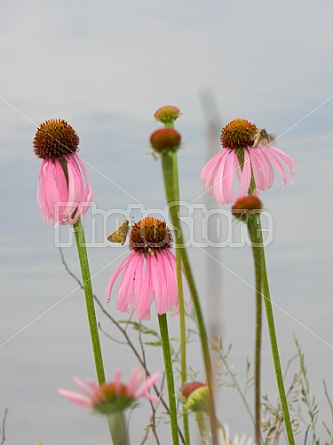 Coneflowers #1