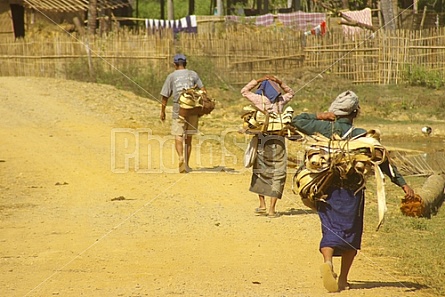 Asian Farmers 4