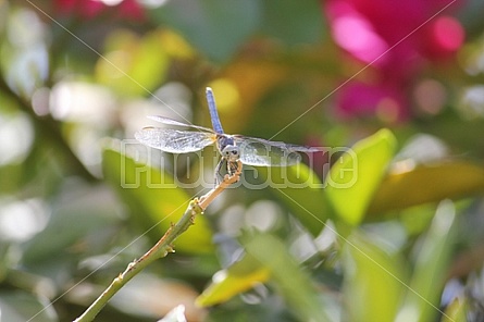 Dragonfly Smiling