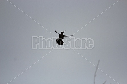 Hummingbird in Flight