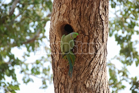 Parakeet