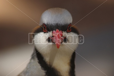 Chukar