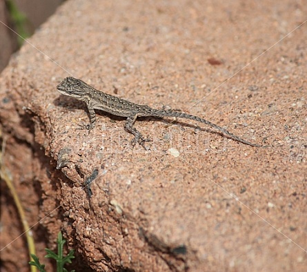 Baby Lizard