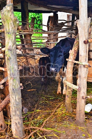 Cows in Kenya