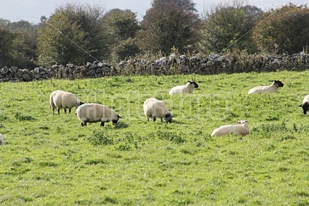 Sheep of Ireland