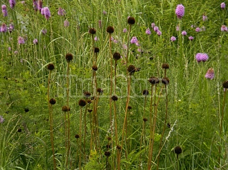 Dead Coneflowers