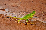 Kenyan Chameleon