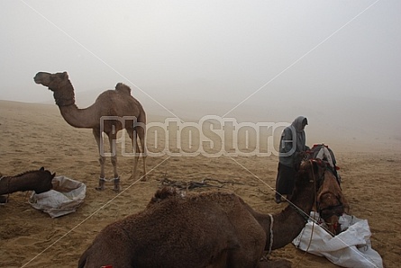 Camel Safari 2