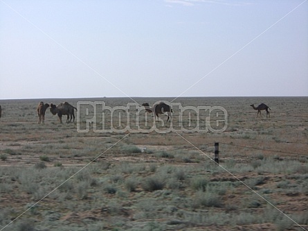 wild camels