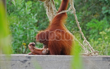 Orangutan