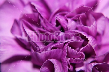 purple flower