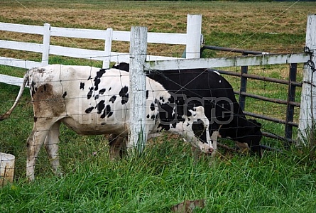 Dairy Farm