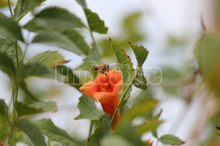 Honeysuckle Bee