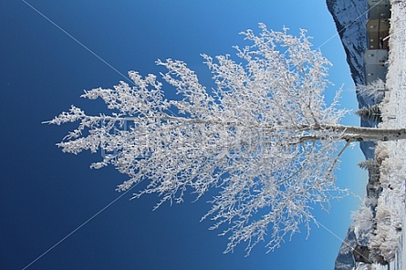 frosted tree