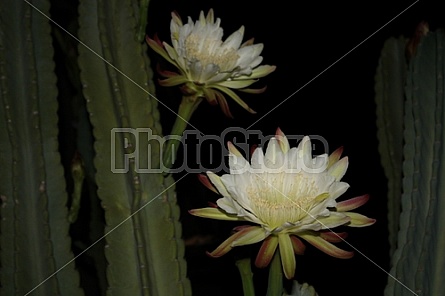 Peruvian Cactus Night Bloom