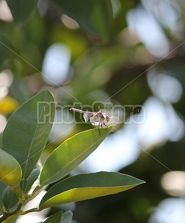 Alien Dragonfly