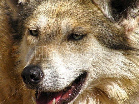 Mexican Wolf