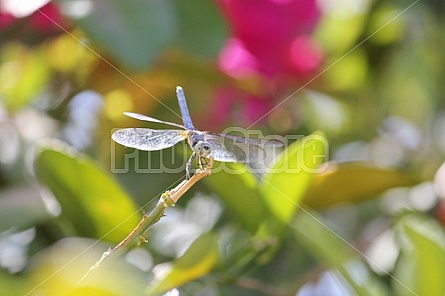 Dragonfly Smiling