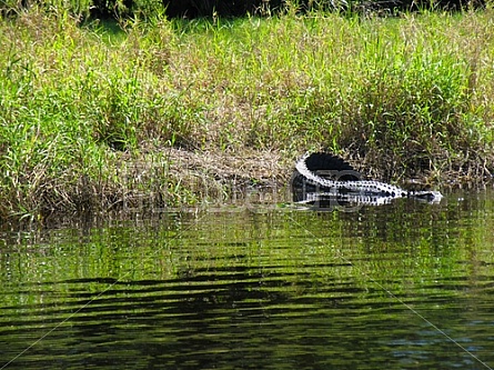 alligator heading home