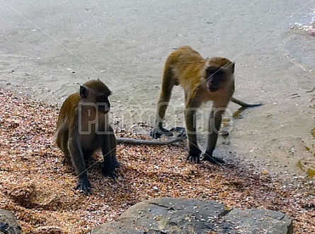 Monkeys in Thailand