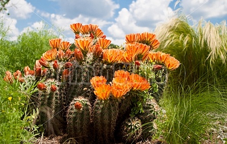 flowering cactus