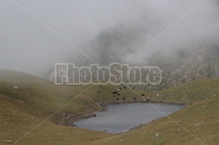 cow herd in the mountains