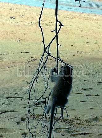 Monkeys in Thailand