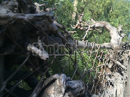 VINES AND FENCE