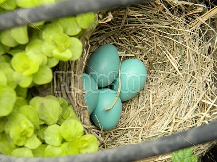 Robin Eggs