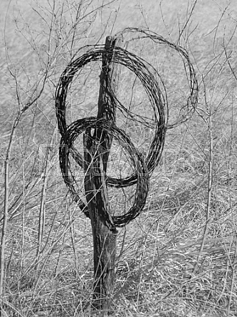 Barbed Wire #3