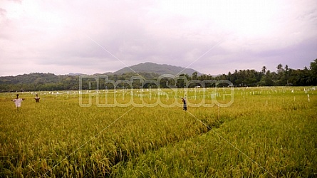 Filipino Rice Fields