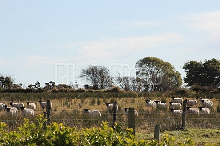 Sheep of Ireland