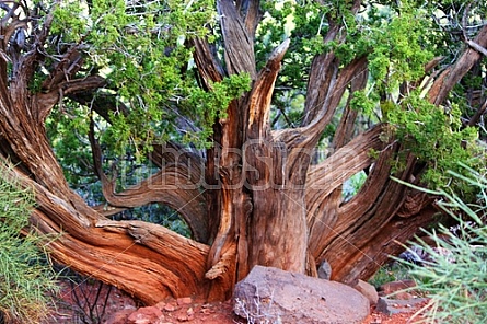 Red Rocks of Sedona