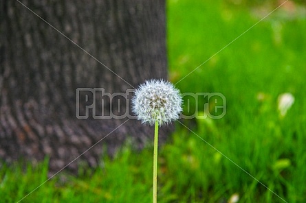 dandelion