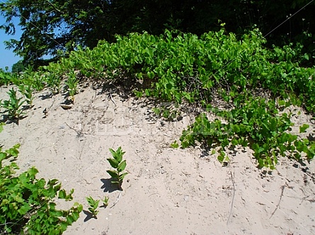 sand and green on a hill