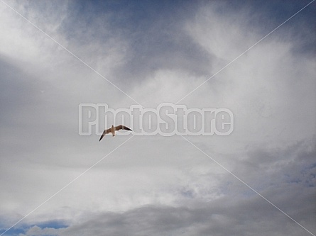 bird in flight