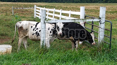 Dairy Farm