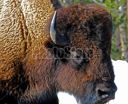 Buffalo