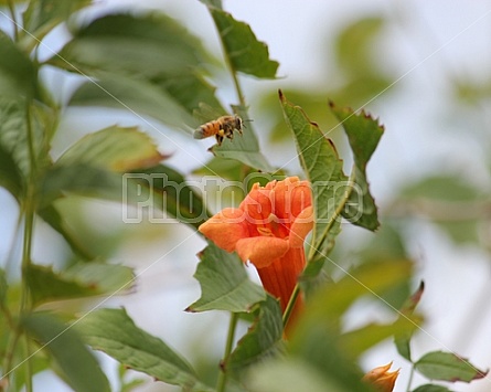 Honeysuckle Bee