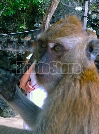 Monkeys in Thailand