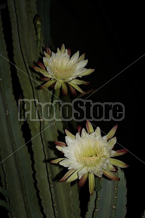 Peruvian Cactus Night Bloom