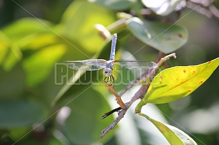 Alien Dragonfly