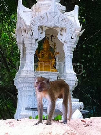 Buddhist Monkeys in Thailand