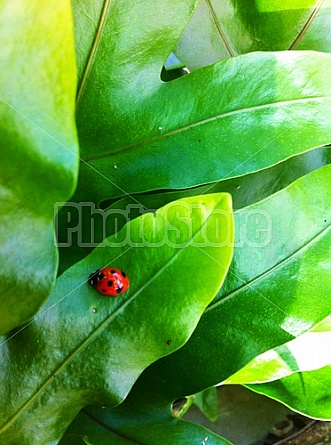 ladybug