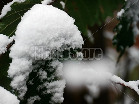 snow on green