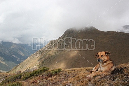 dog resting in the mountains