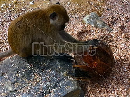 Monkeys in Thailand