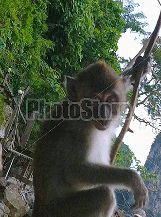 Monkeys in Thailand