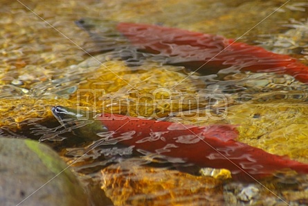 Kokanee